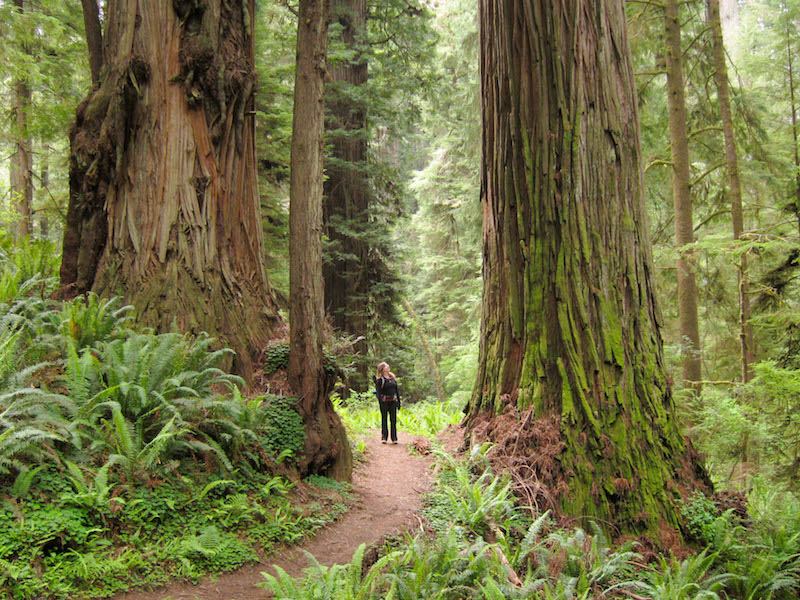 Sequoyas en Redwood