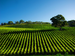 Viñedos en Sonoma