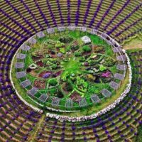 Laberinto de lavanda en Michigan
